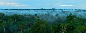 Amazonie