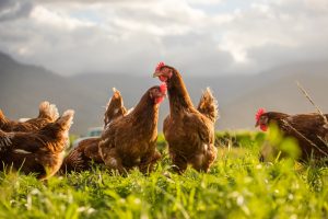 Poulets