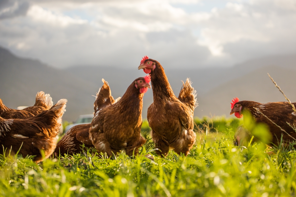 Poulets
